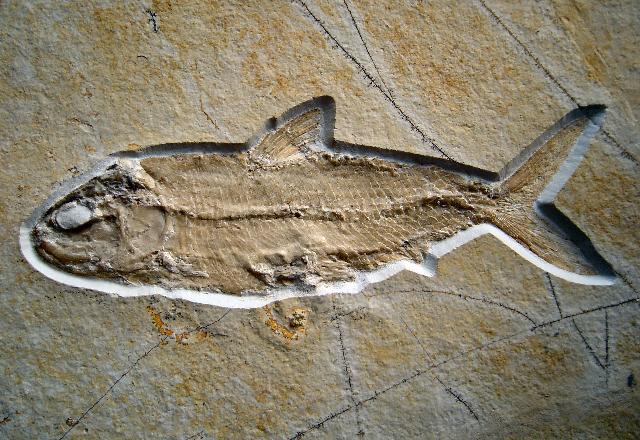 Pholidophorus macrocephalus Bild ©