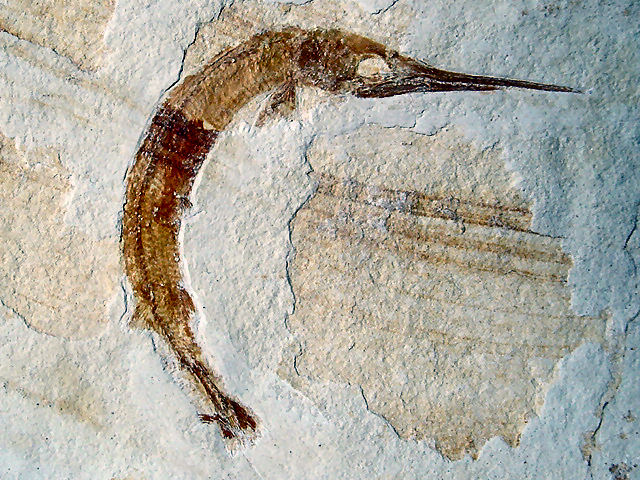 Aspidorhynchus acutirostris Bild ©