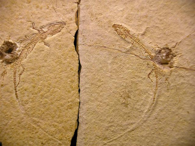 Palaeolacerta bavarica Bild ©