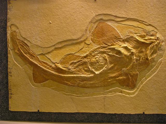 Palaeocarcharias stromeri Bild ©