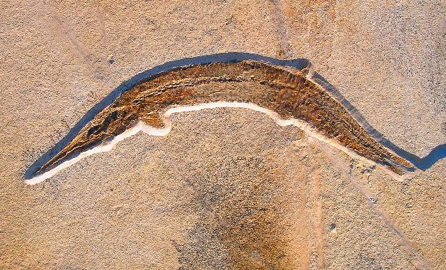 Belonostomus sp. Bild ©