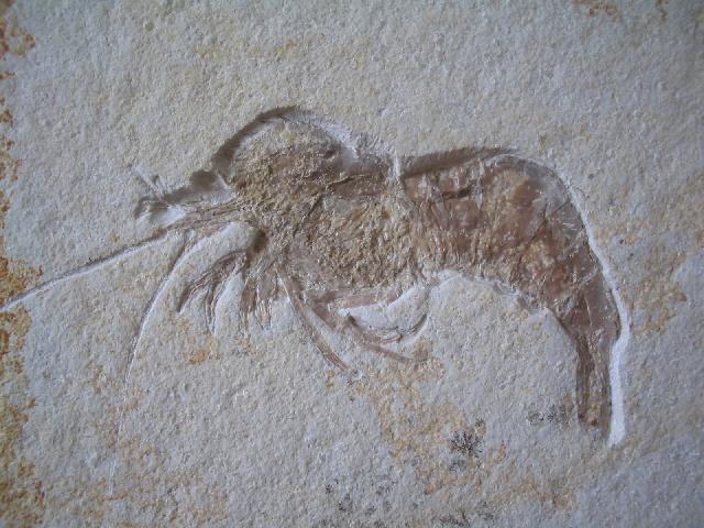 Drobna deformis Bild ©