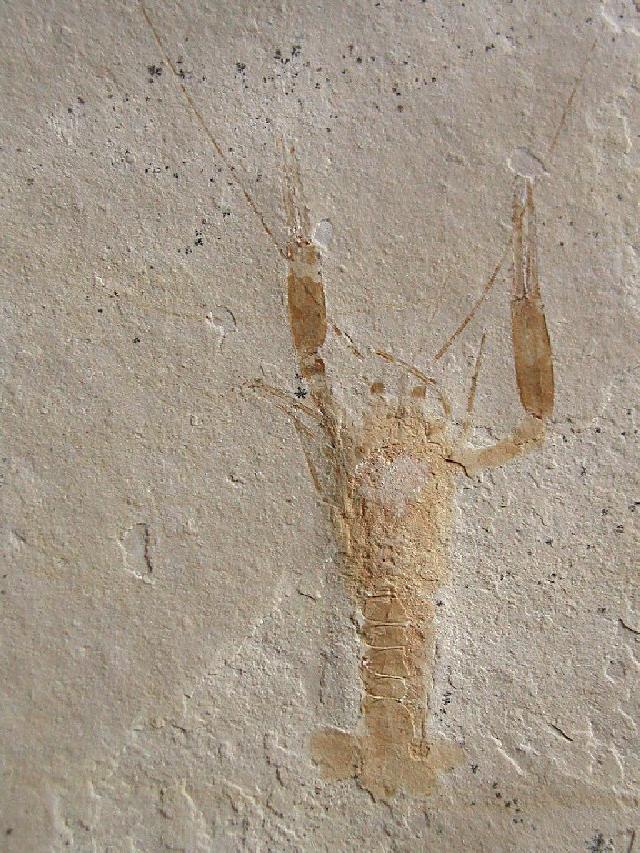 Stenochirus angustus Bild ©
