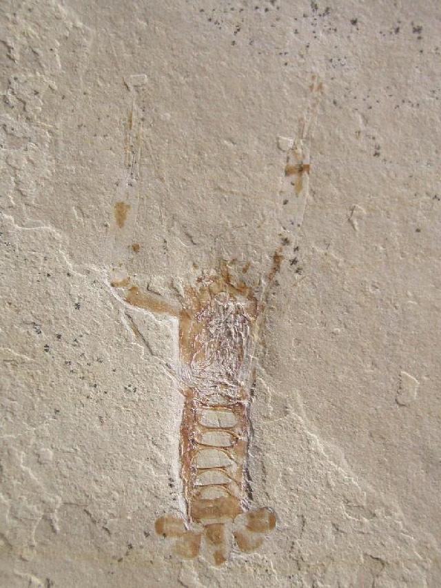 Stenochirus angustus Bild ©