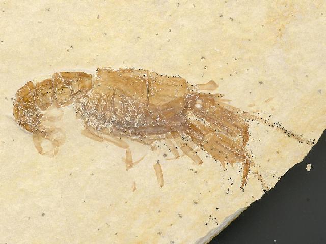 Glyphea pseudoscyllarus Bild ©