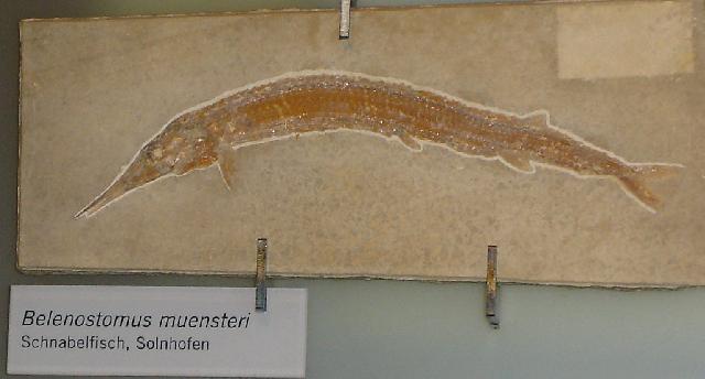 Belonostomus muensteri Bild ©