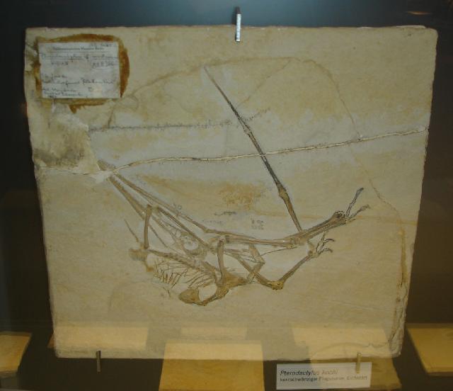 Pterodactylus kochi (diopecephalus) Bild ©