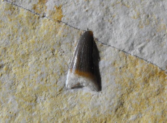 Steneosaurus sp. Bild ©