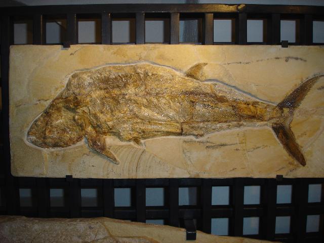 Hypsocormus sp. Bild ©