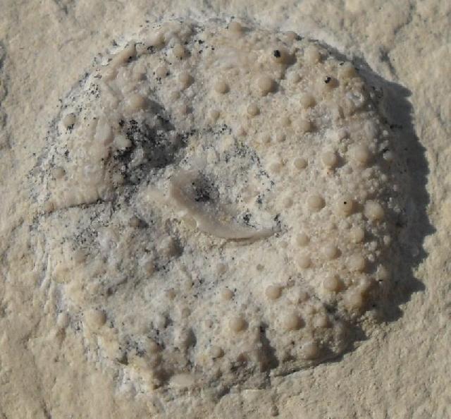 Phymosoma sp. Bild © Phymosoma sp. Bild ©