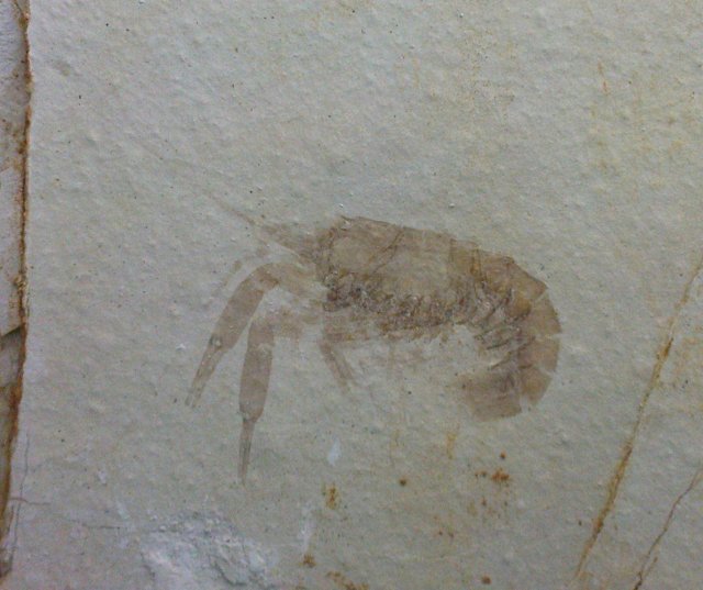 Pseudastacus pustulosus Bild ©