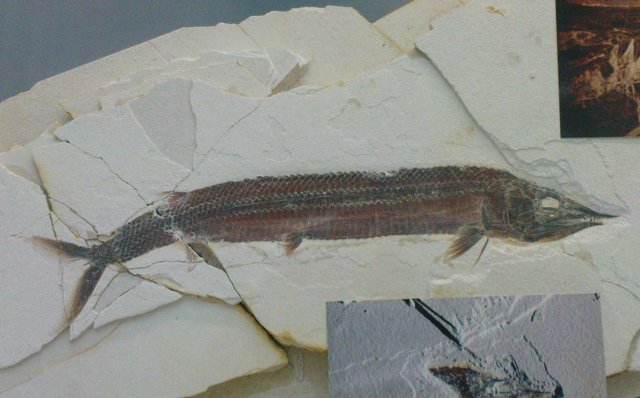 Aspidorhynchus sanzenbacheri Bild ©