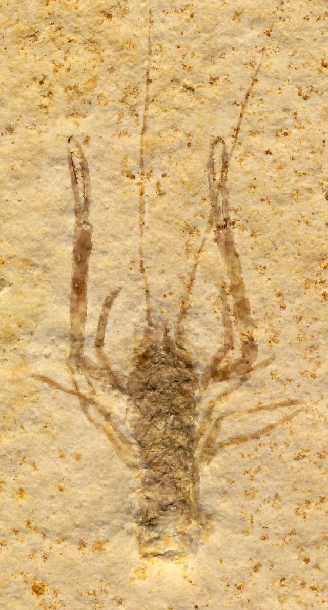 Stenochirus meyeri Bild ©