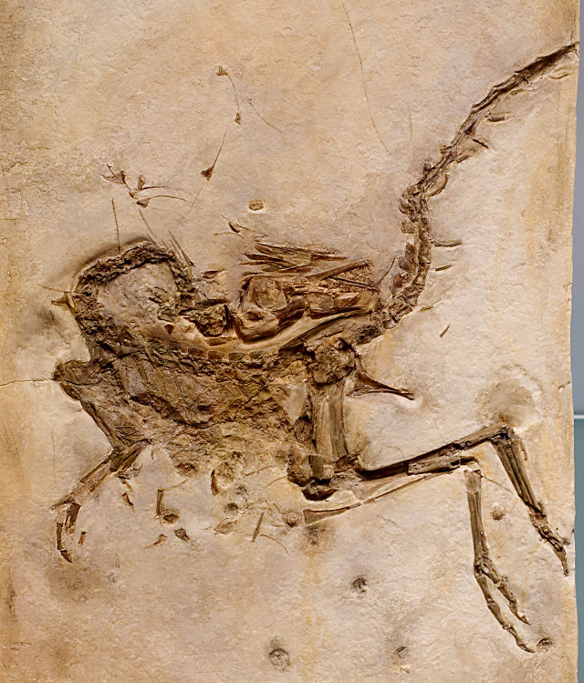 Compsognathus longipes Bild ©