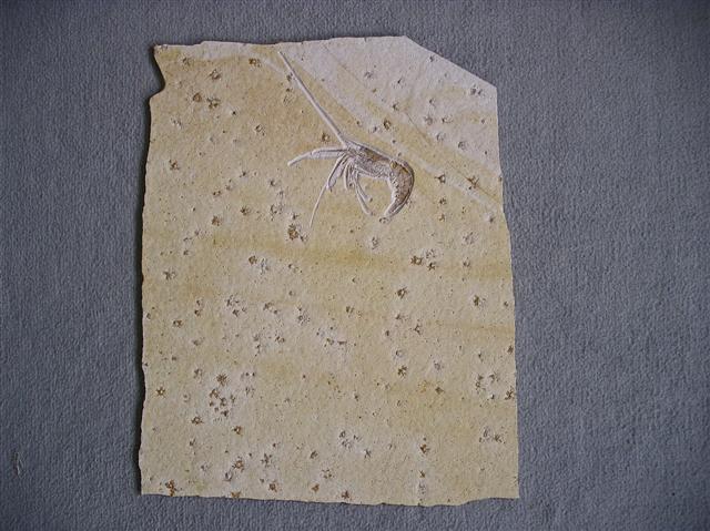 Aeger spinipes Bild ©