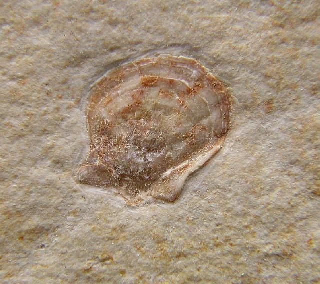 Eopecten velatus Bild ©