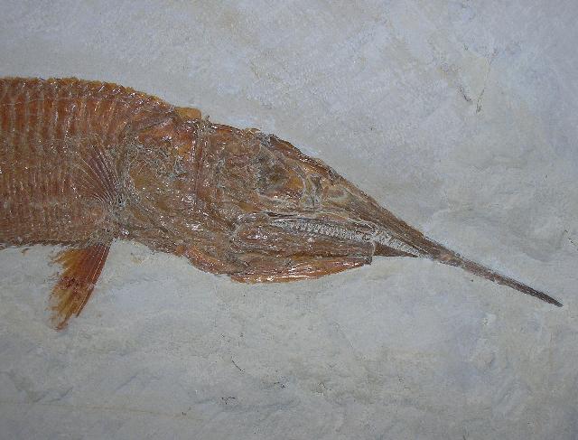 Aspidorhynchus acutirostris Bild ©