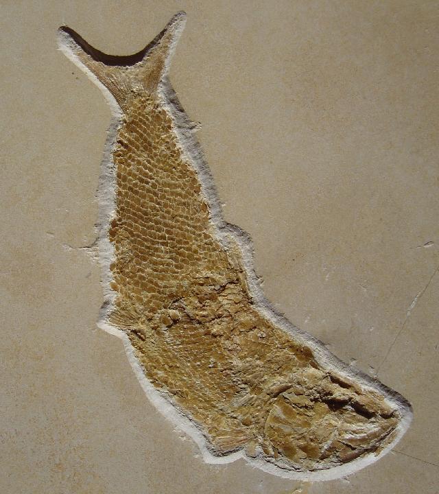 Pholidophorus sp. Bild ©