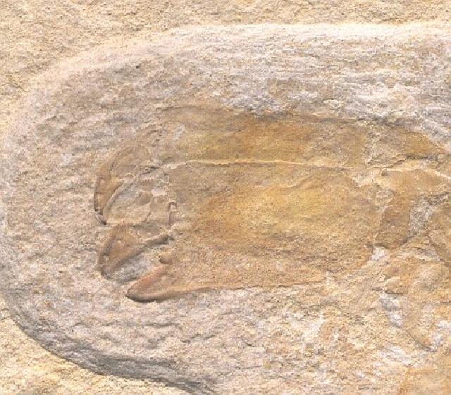 Etallonia raineralberti Bild ©