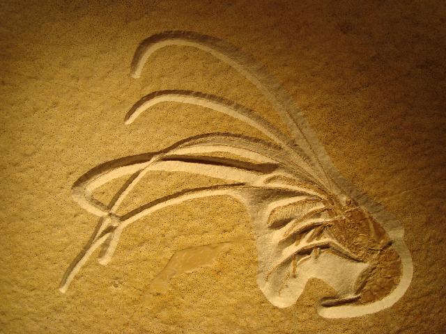 Aeger spinipes Bild ©