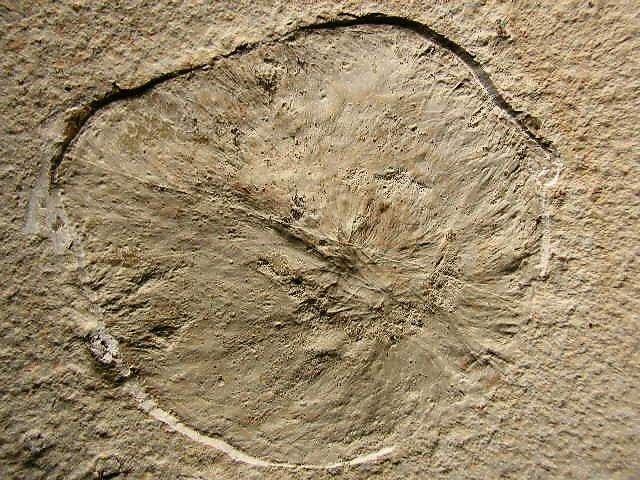 Neochoiaella frattigianii Bild ©