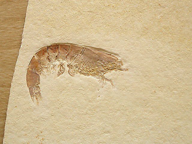 Franconipenaeus meyeri Bild © Franconipenaeus meyeri Bild ©