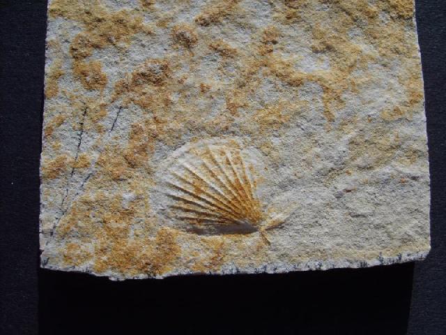 Pseudolimea duplicata Bild ©