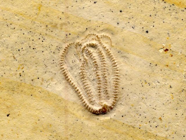 Schlangenstern (Ophiuroidea) non det. Bild ©