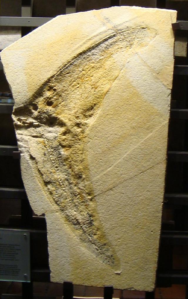 Ichthyosaurus sp. Bild ©