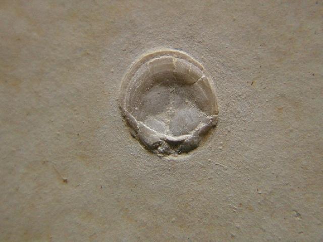 Loboidothyris sp. Bild ©