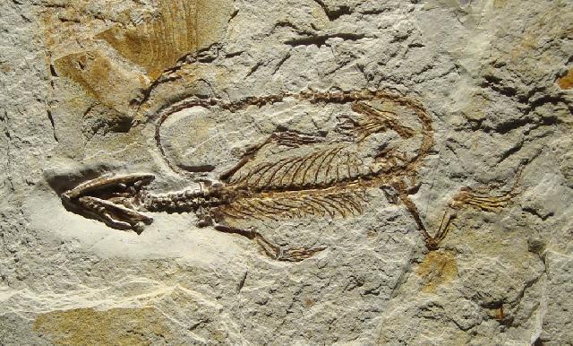 Homoeosaurus sp. Bild ©