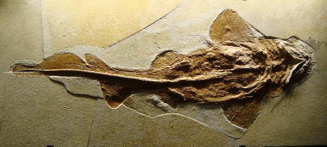 Palaeocarcharias stromeri Bild ©