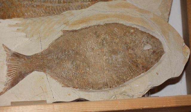 Heterostrophus latus Bild ©