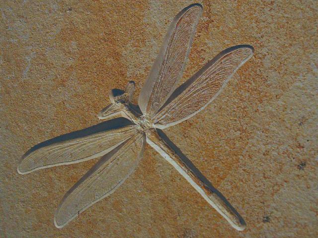 Stenophlebia amphitrite Bild ©