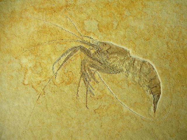 Aeger insignis Bild ©