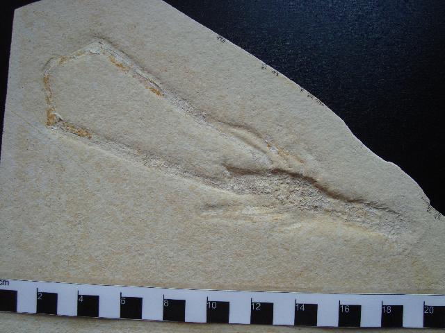 Mecochirus longimanatus Bild ©