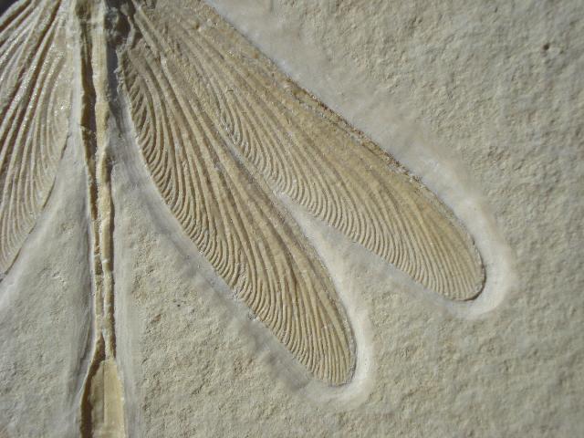 Stenophlebia latreillei Bild ©