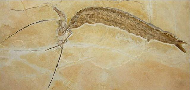 Aspidorhynchus mit Rhamphorhynchus   Bild ©