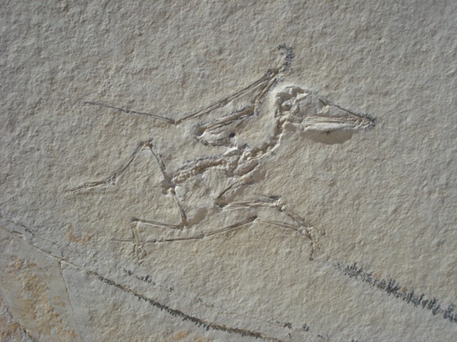 Pterodactylus kochi (diopecephalus) Bild ©