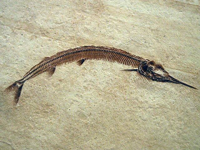Aspidorhynchus acutirostris Bild ©