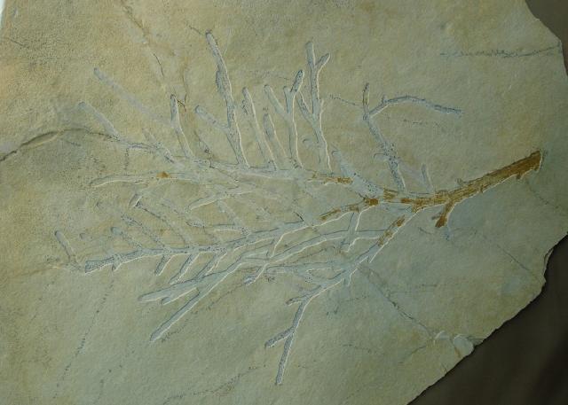 Palaeocyparis sp. Bild ©