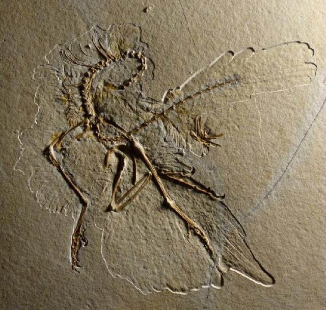 Archaeopteryx sp. Bild ©