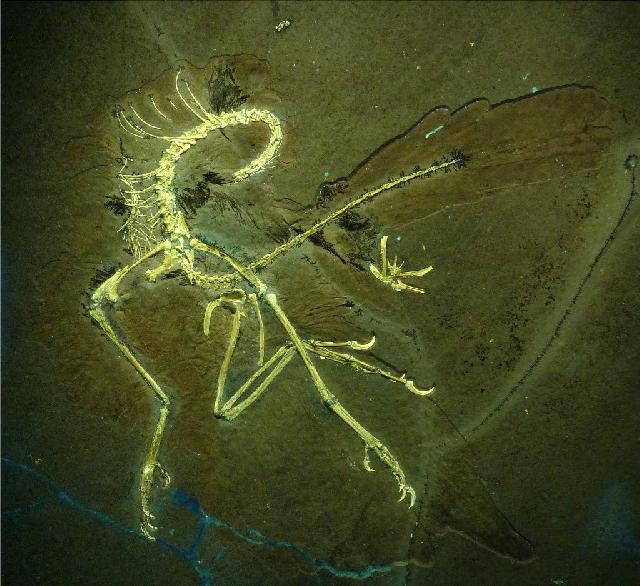 Archaeopteryx sp. Bild ©