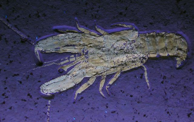 Glyphea nov.spec. typ a Bild ©