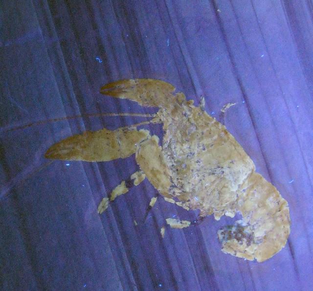 Palaeastacus fuciformis Bild ©