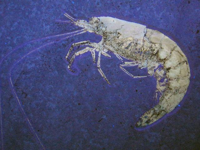 Acanthochirana cordata Bild ©