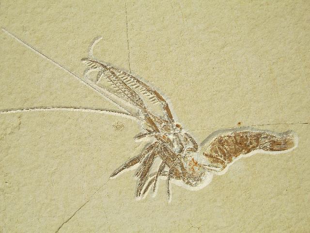 Aeger spinipes Bild ©