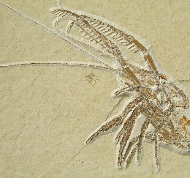 Aeger spinipes Bild ©