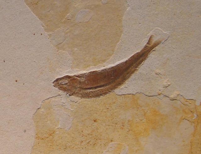 Pleuropholis sp. Bild ©