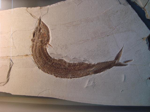 Aspidorhynchus sanzenbacheri Bild ©